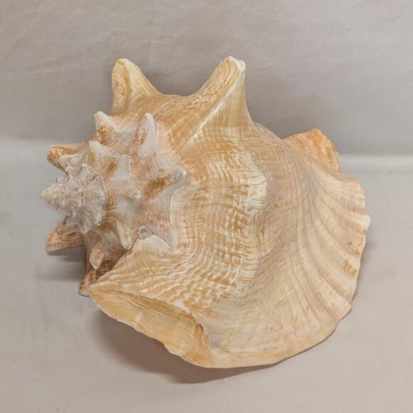 None and/or Unknown Other - 9.5" Natural Authentic Conch Shell